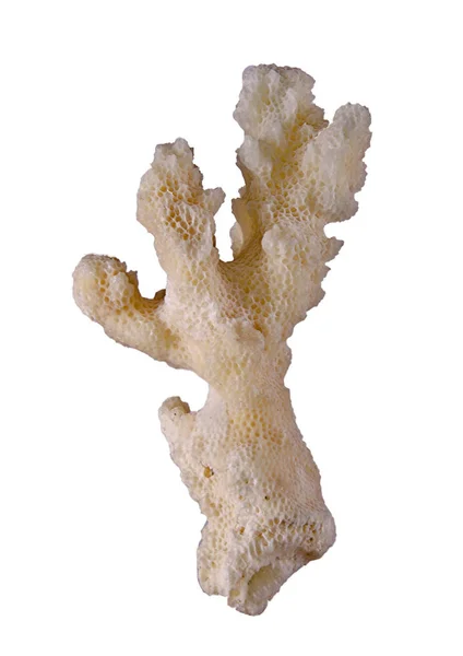 Корали ізольовані на білому тлі — стокове фото