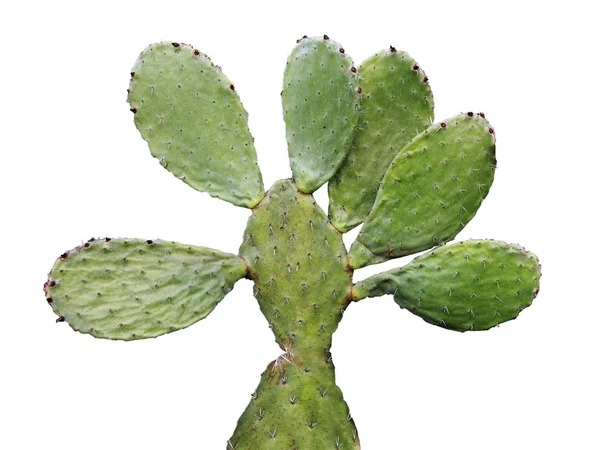 Cactus aislado sobre fondo blanco — Foto de Stock