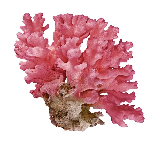 Beyaz arkaplanda izole mercan — Stok fotoğraf