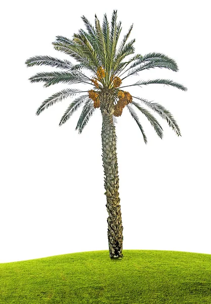 Gros plan du palmier dattier — Photo