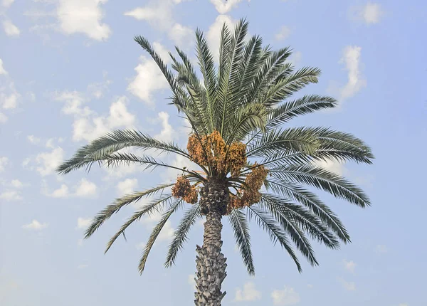 Close up van de dadelpalm — Stockfoto