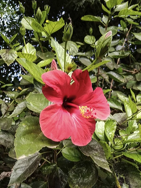 芙蓉花的特写 — 图库照片