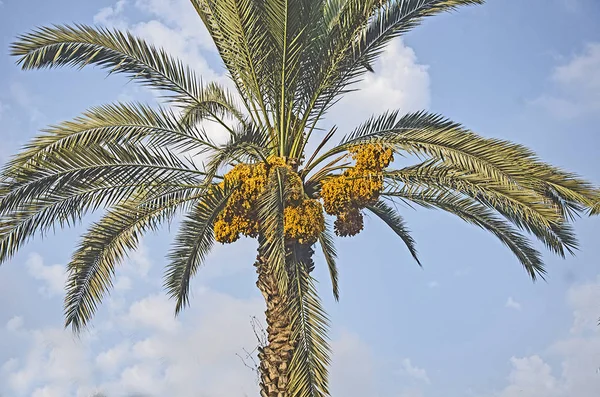 Zamknąć z palmy daktylowej — Zdjęcie stockowe