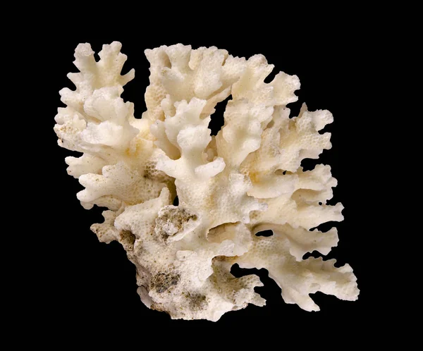 Κοράλλι απομονωμένο σε μαύρο φόντο — Φωτογραφία Αρχείου