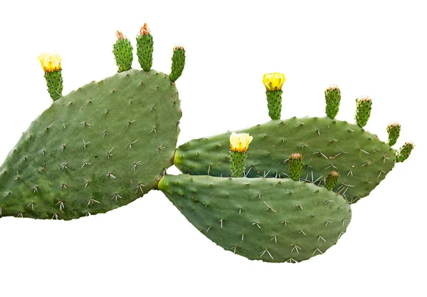 Cactus Aislado Sobre Fondo Blanco — Foto de Stock