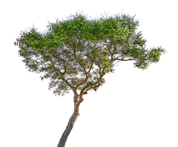 Árbol Aislado Sobre Fondo Blanco — Foto de Stock