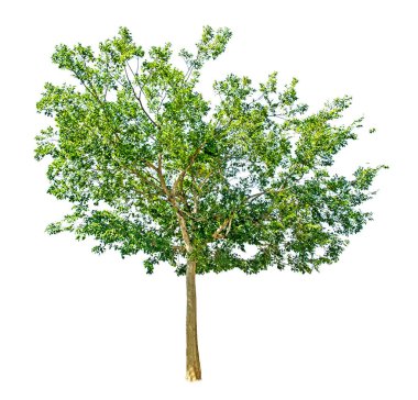 Beyaz arkaplanda izole edilmiş ağaç