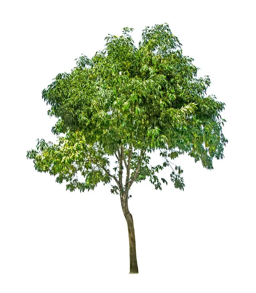 Albero Isolato Sfondo Bianco — Foto Stock