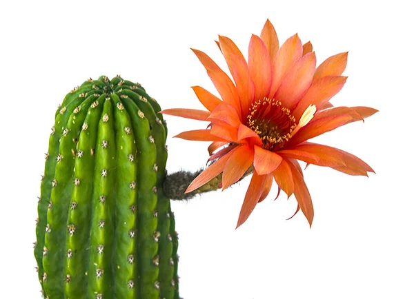 Kaktus Med Röda Blommor Isolerad Vit Bakgrund — Stockfoto