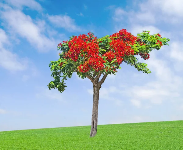 Tree Meadow Sky — Stock Photo, Image