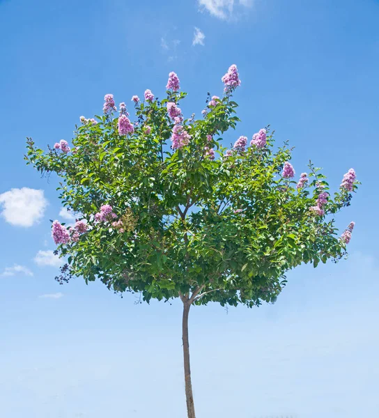 Flowering Tree Sky Background — Stock Photo, Image