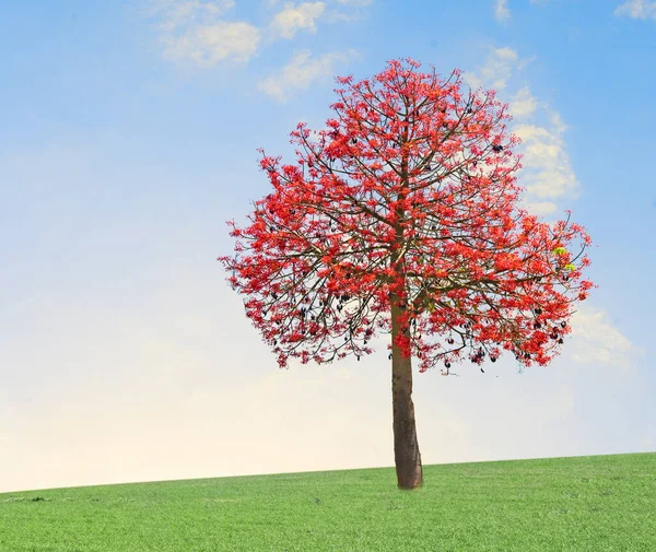 Drzewo Łące Niebie — Zdjęcie stockowe