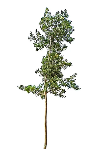 Albero Isolato Sfondo Bianco — Foto Stock