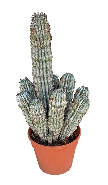 Cactus Isolato Sfondo Bianco — Foto Stock