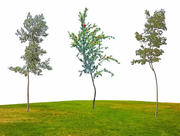 Three Trees Isolated White Background — Stock Photo, Image