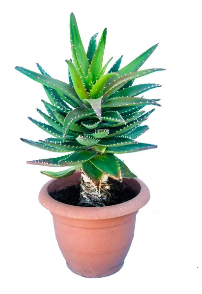 Aloe Isolerad Vit Bakgrund — Stockfoto