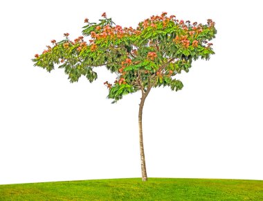 Beyaz arkaplanda izole edilmiş ağaç