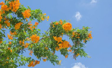 Çayırdaki ve gökyüzündeki ağaç