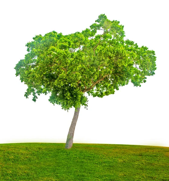 Arbre Isolé Sur Fond Blanc — Photo