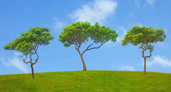Okrasné Stromy Izraeli Jaře — Stock fotografie