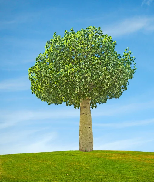 Ornamental Tree Israel Spring — Stock Photo, Image