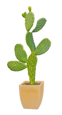 Kaktüs beyaz arkaplanda izole