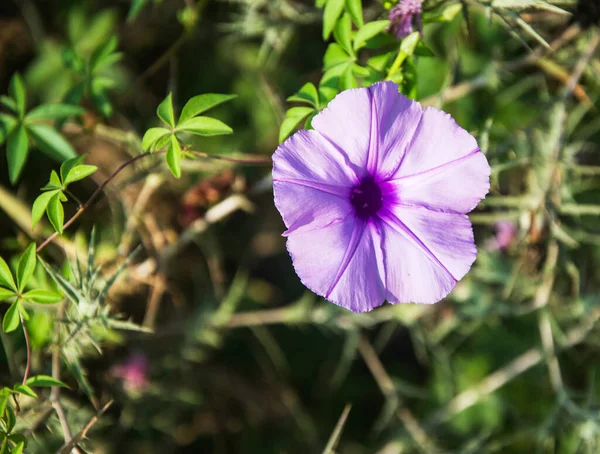 Gros Plan Fleur Violette — Photo