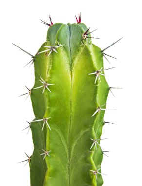 Kaktüs beyaz arkaplanda izole