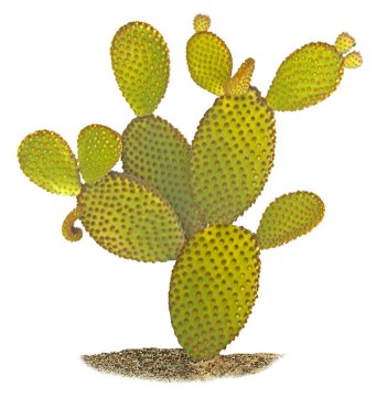 Opuntia kaktüsünü kapatın. 