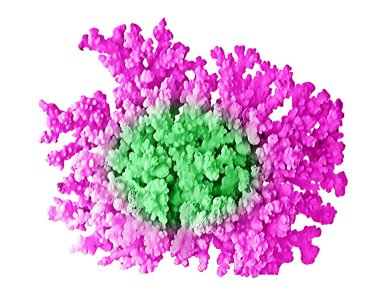 beyaz arkaplanda izole mercan