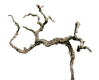 Beyaz arkaplanda kuru dal izole edildi