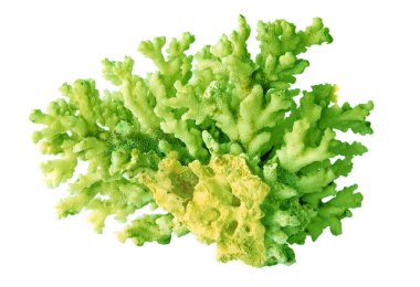 beyaz arkaplanda izole mercan