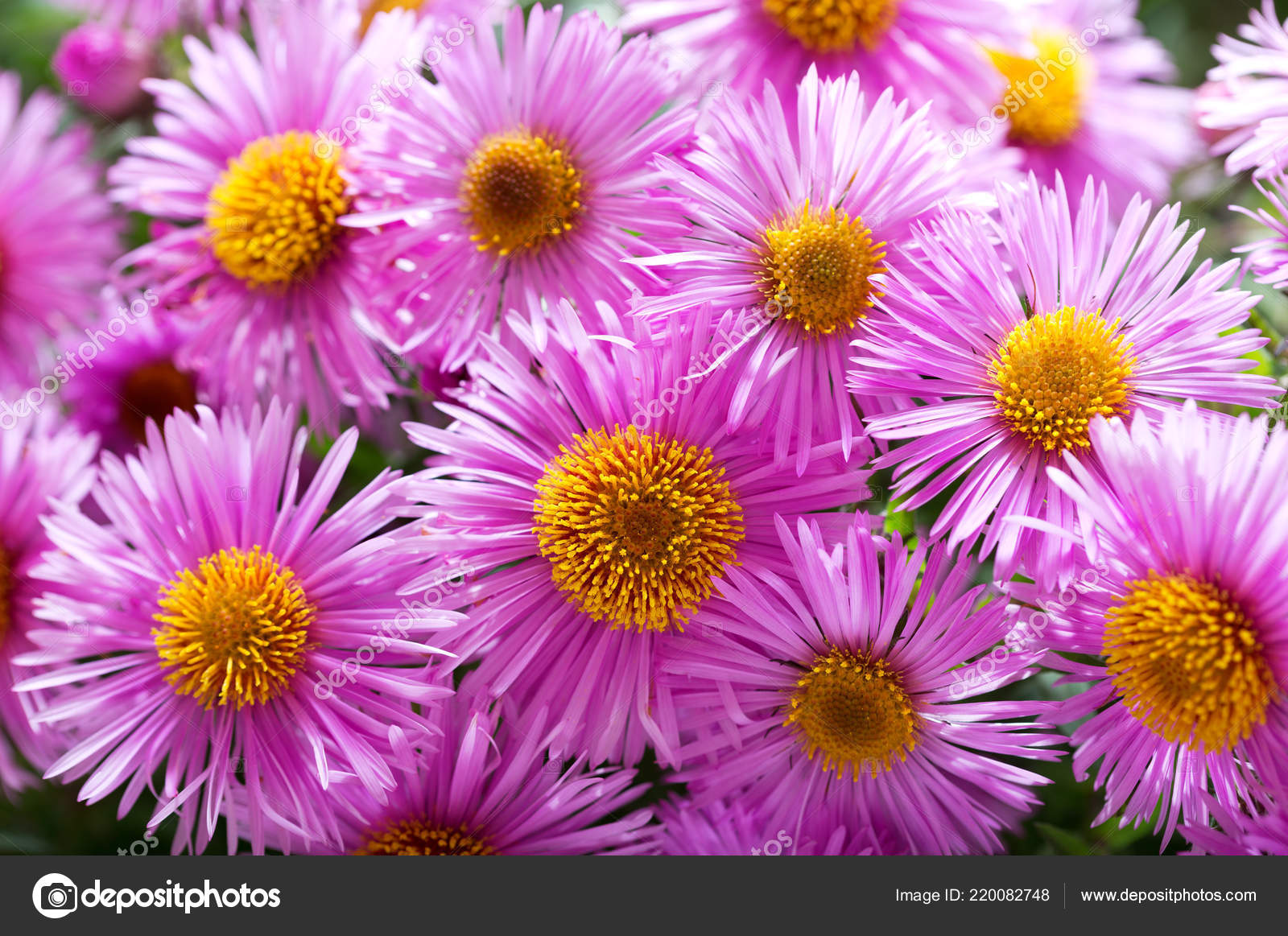 colorful pink aster flowers