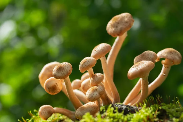 Edible mushrooms in a forest on green background. Honey agarics mushrooms — Stock Image Edible Mushrooms Forest Green Background Honey Agarics Mushrooms Stock Photo