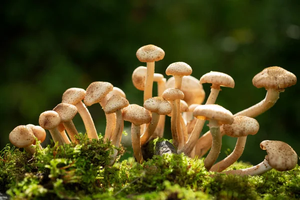 Edible mushrooms in a forest on green background. Honey agarics mushrooms — Stock Image Edible Mushrooms Forest Green Background Honey Agarics Mushrooms Stock Picture