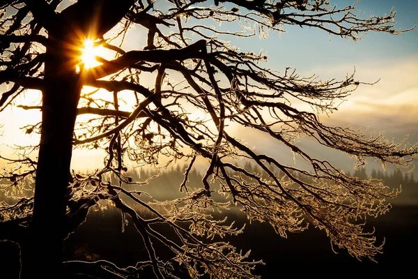 冬の寒い朝 自然詳細木 々の間を抜けて太陽光線 — ストック写真