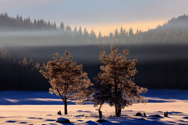 Красивый Зимний Пейзаж Заснеженными Деревьями Болгария — стоковое фото