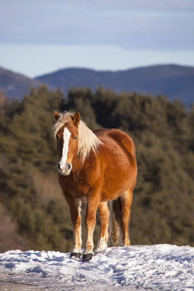 Malerische Aufnahme Eines Schönen Pferdes Das Auf Einem Berg Steht — Stockfoto