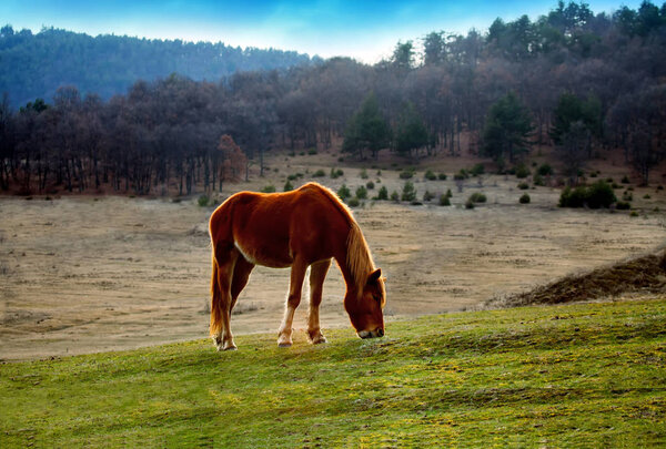 horse grazing on the heathland of Bulgarian field at the sunset.