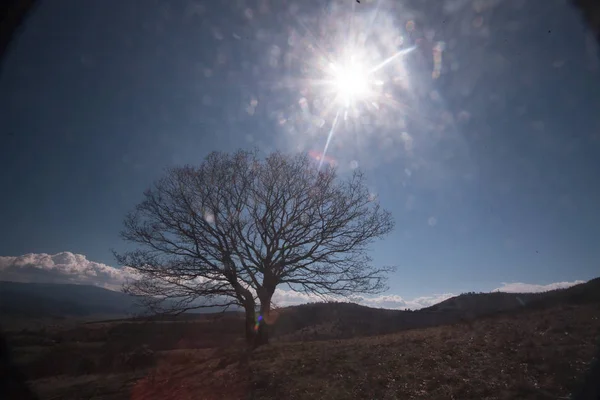 Malownicze Ujęcie Samotnego Olbrzymiego Drzewa Słoneczny Dzień — Zdjęcie stockowe