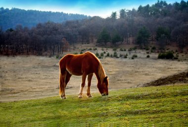 gün batımında Bulgar alan araziler üzerinde otlatma at.