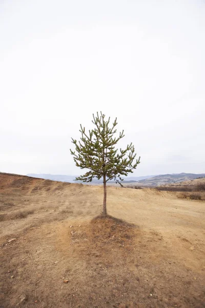 Malebný Záběr Klidné Krajiny Osamělým Stromem — Stock fotografie