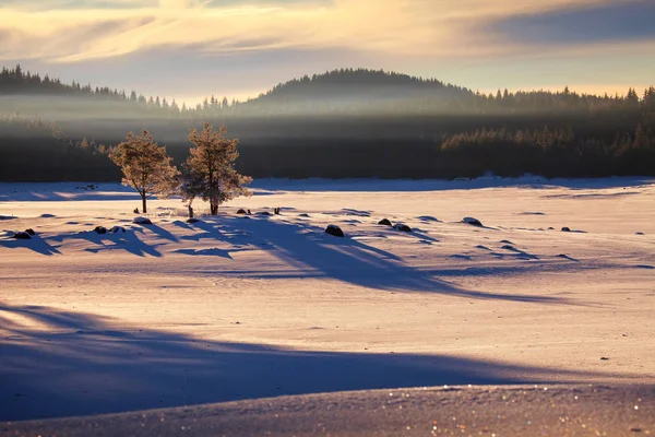 Vackert Vinterlandskap Med Snötäckta Träd Bulgarien — Stockfoto