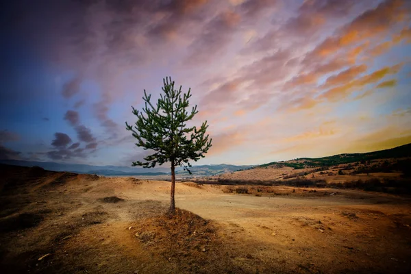 Dramatyczny Kolorowy Zachód Słońca Nad Samotnym Sosnowym Drzewem — Zdjęcie stockowe