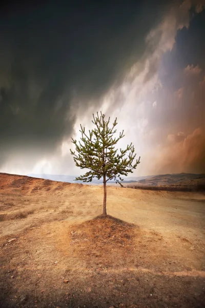 Sunset Oak Tree Colorful Sky Beautiful Bulgarian Nature — Stock Photo, Image