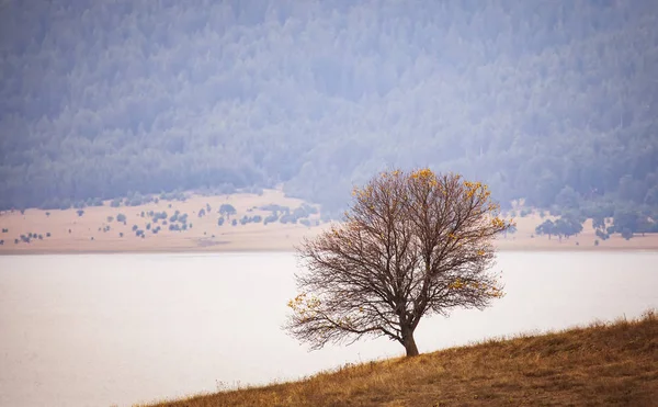 Einsamer Baum See Hochgebirge Herbstzeit — Stockfoto