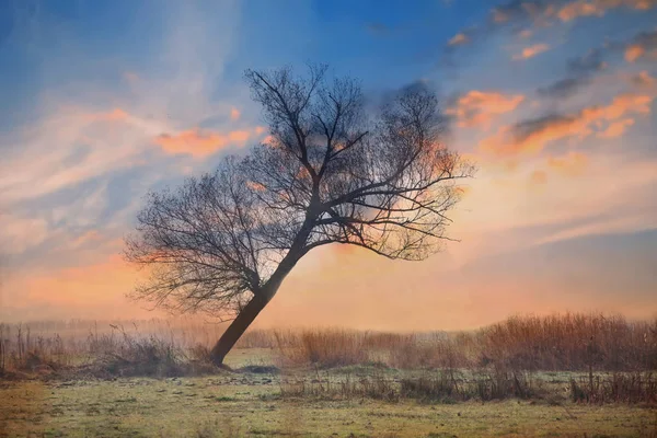 Pôr Sol Através Carvalho Céu Colorido Bela Natureza Búlgara — Fotografia de Stock