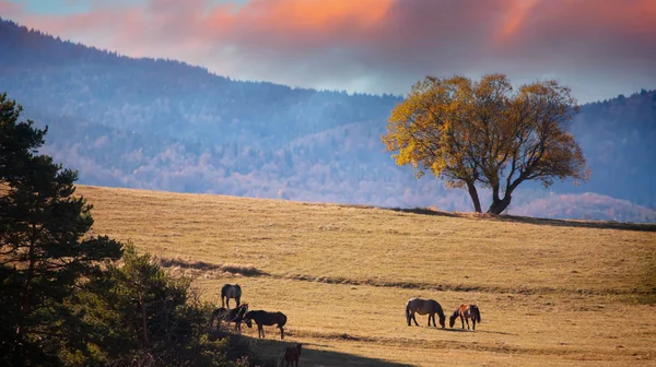 Cavalos Árabes Pastando Pasto Pôr Sol Feixes Sol Laranja Montanhas — Fotografia de Stock