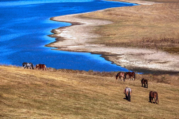 背景にアルタイ山脈の馬と美しい山の湖の風景 — ストック写真