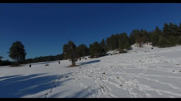 静かな冬の風景の空中映像 — ストック動画